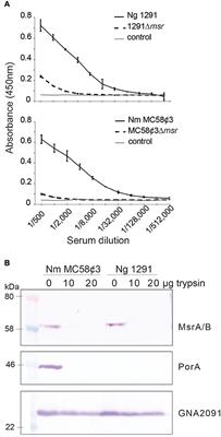 The Neisseria gonorrhoeae Methionine Sulfoxide Reductase (MsrA/B) Is a Surface Exposed, Immunogenic, Vaccine Candidate